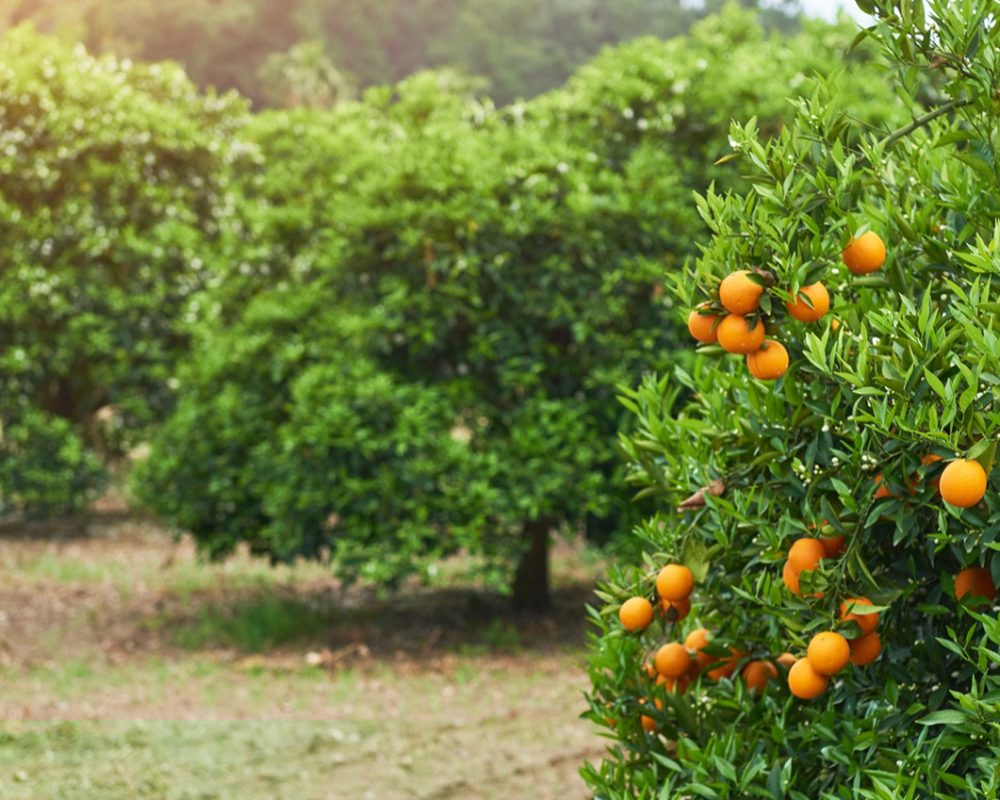 orange-tree